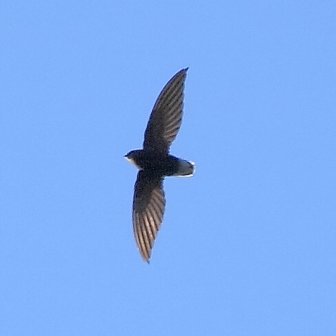 image Short-tailed Swift